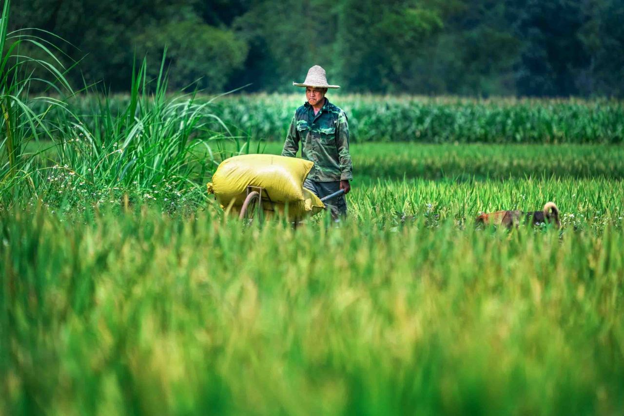 Farmer to Fisherman in Hoi An town
