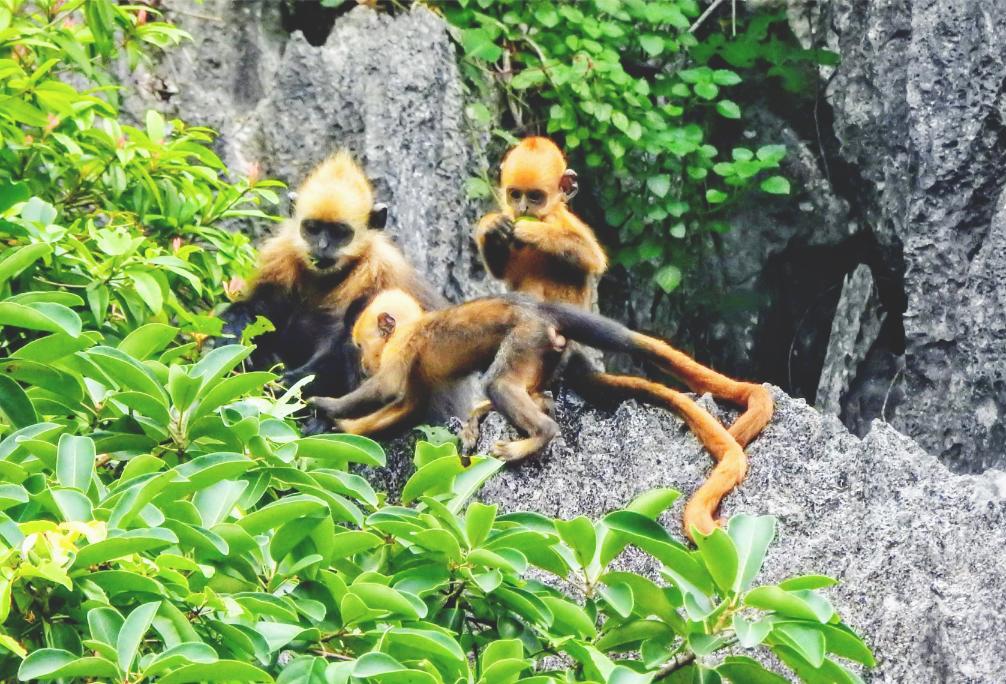 Discover The Best of Vietnam Wildlife Tours