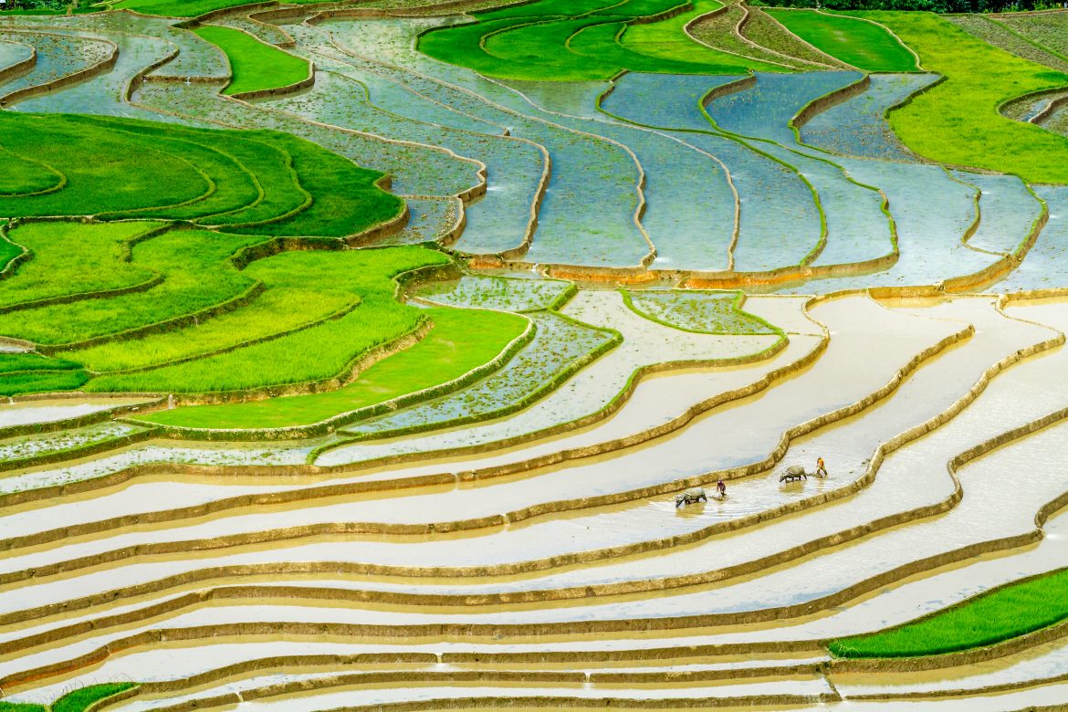 Rice Terraces in Vietnam During the Pouring Water Season: Nature’s Mirrored Masterpieces
