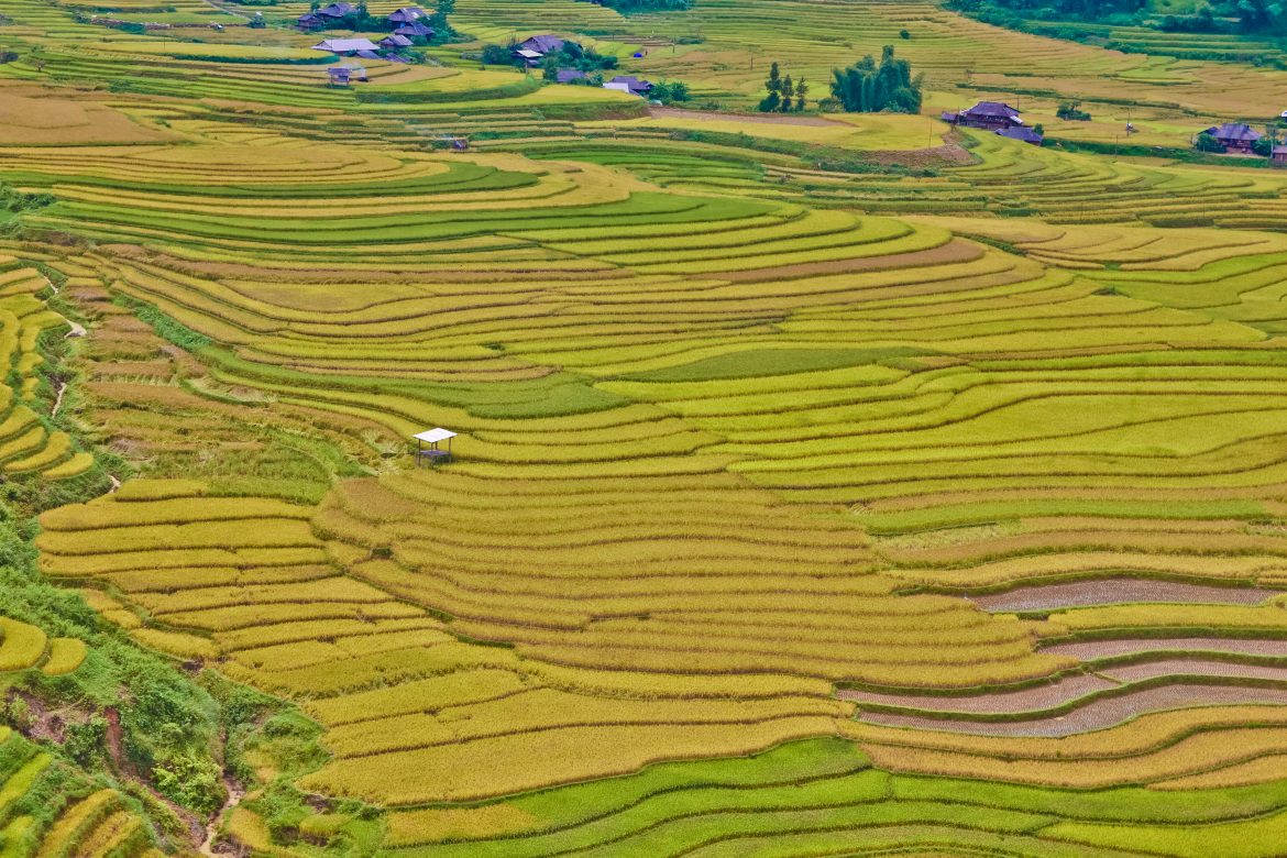 Mu Cang Chai in October – Where Nature Paints with Terraces